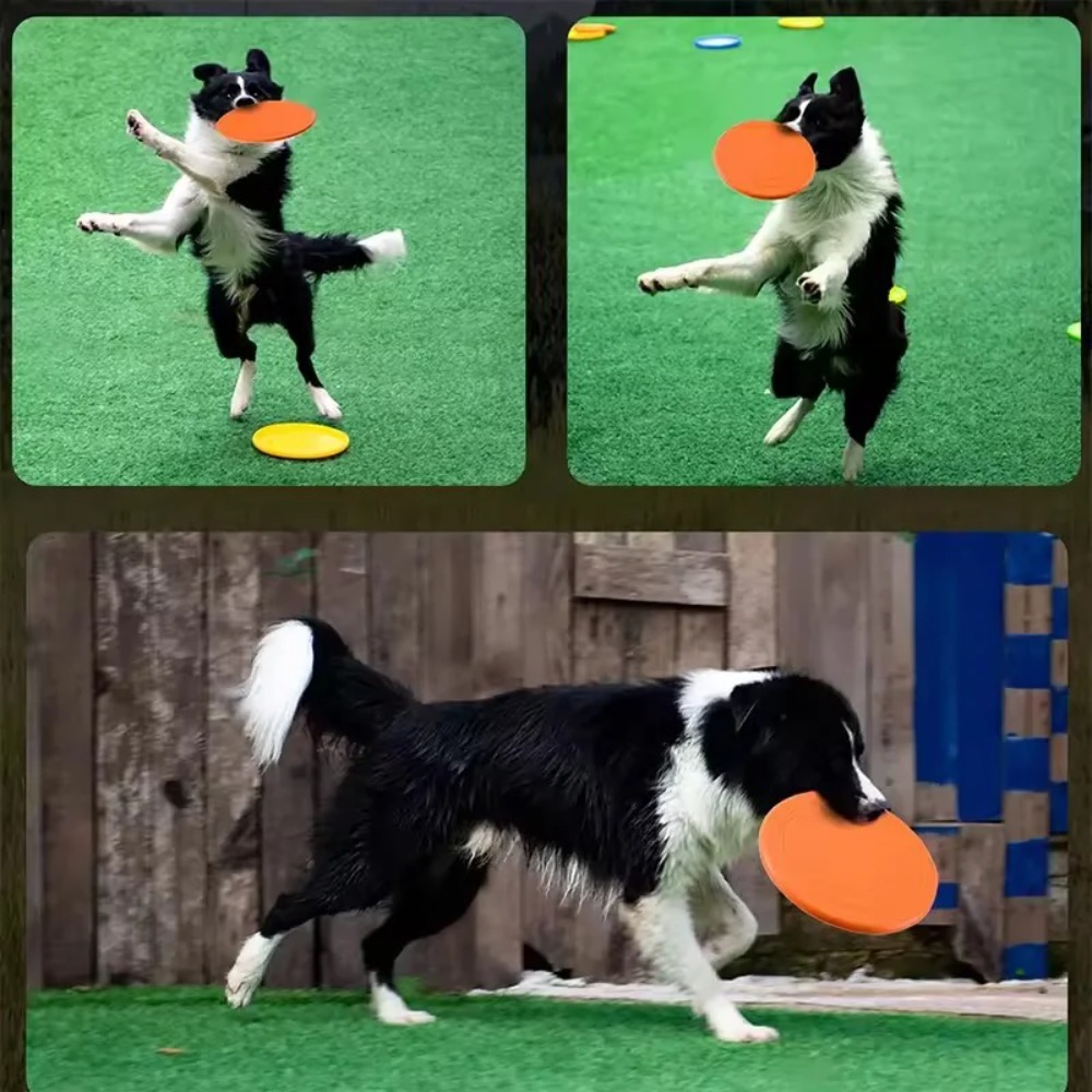 Hunde-Flugscheibe aus TPR, Int – Flying Disc Dog Training Toy Bewertung und Preis