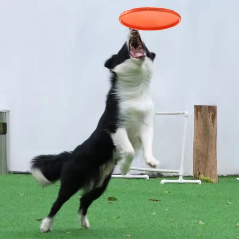 Interaktives Silikon-Flugschei – Flying Disc Dog Training Toy Bewertung und Preis