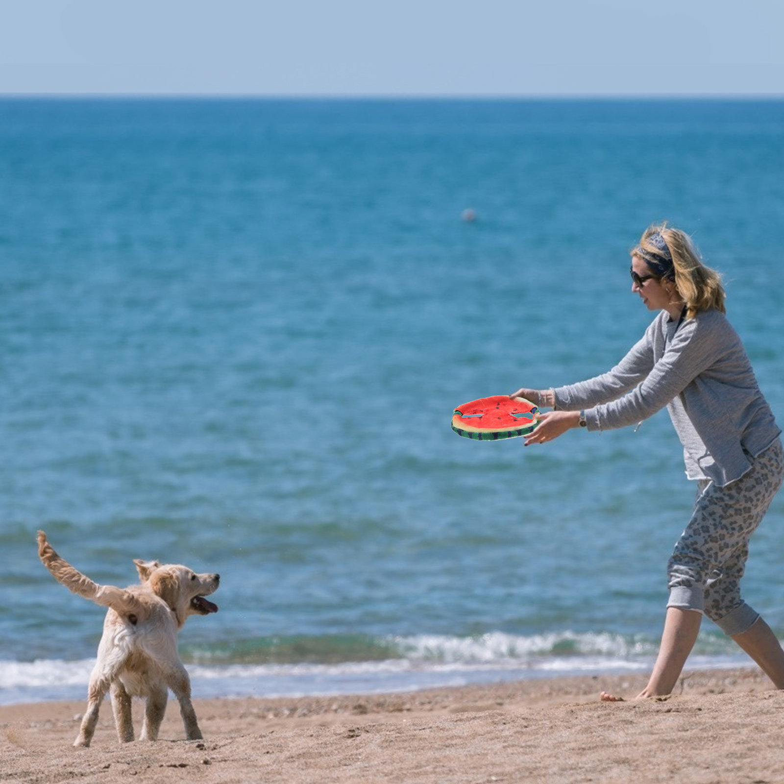 1 Stück Haustier-Spielzeug in  – Flying Disc Dog Training Toy Bewertung und Preis