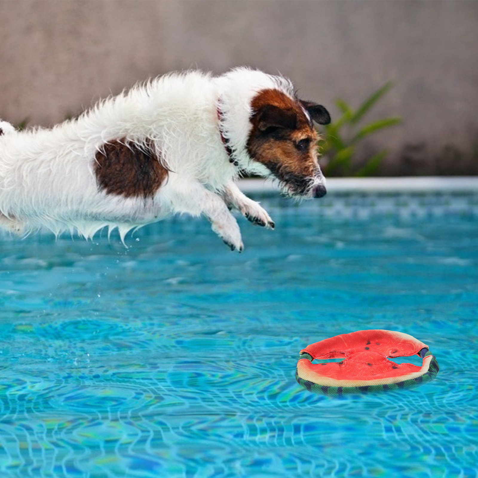 1 Stück Haustier-Spielzeug in  – Flying Disc Dog Training Toy Bewertung und Preis