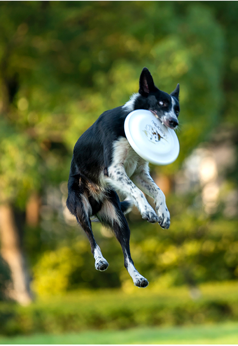 Ouzey Biss resistente Haustier – Flying Disc Dog Training Toy Bewertung und Preis