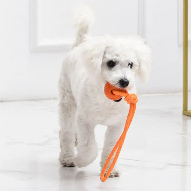 Hunde training Ball auf Seil B – Suction Cup Dog Tug Toy Bewertung und Preis