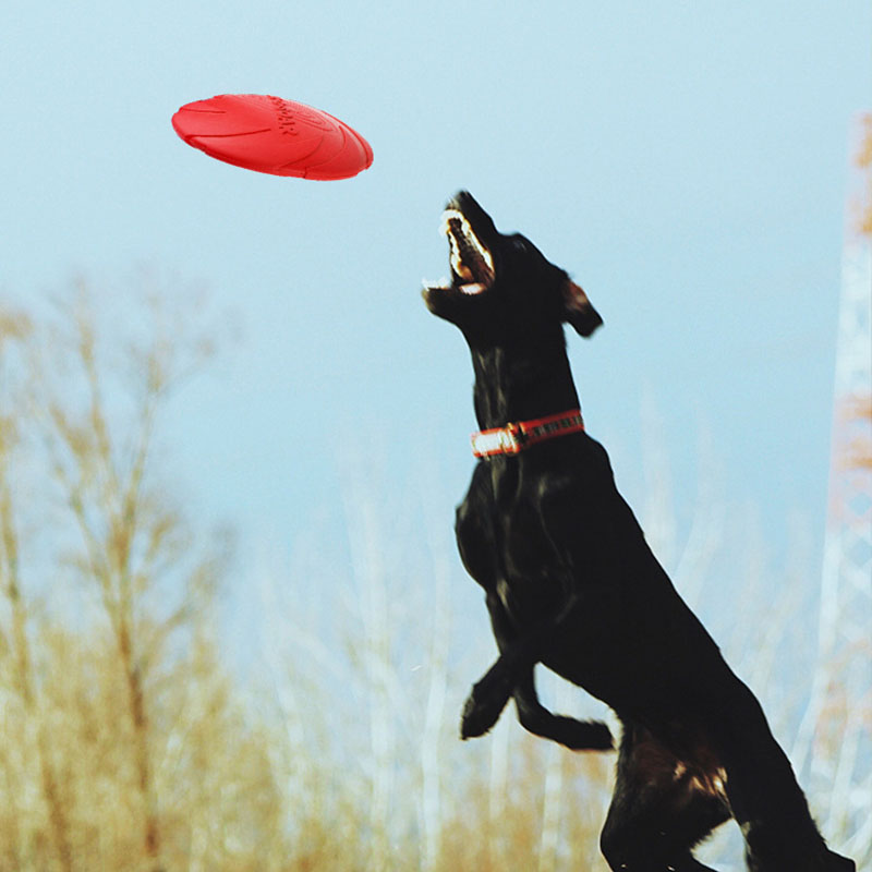 Gummi Haustier Hund Fliegende  – Flying Disc Dog Training Toy Bewertung und Preis