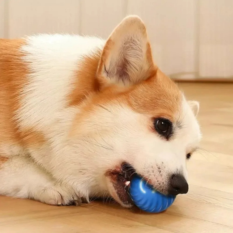Automatischer, beweglicher Hun – Automatic Moving Dog Ball Bewertung und Preis