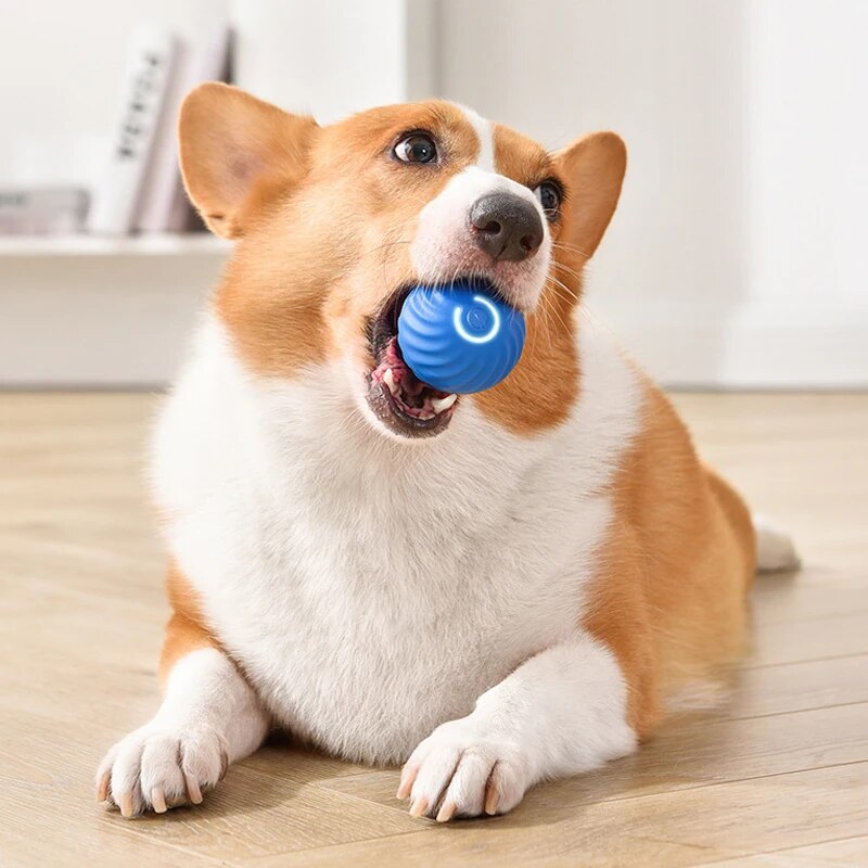 Hundespielzeug, intelligenter  – Suction Cup Dog Tug Toy Bewertung und Preis